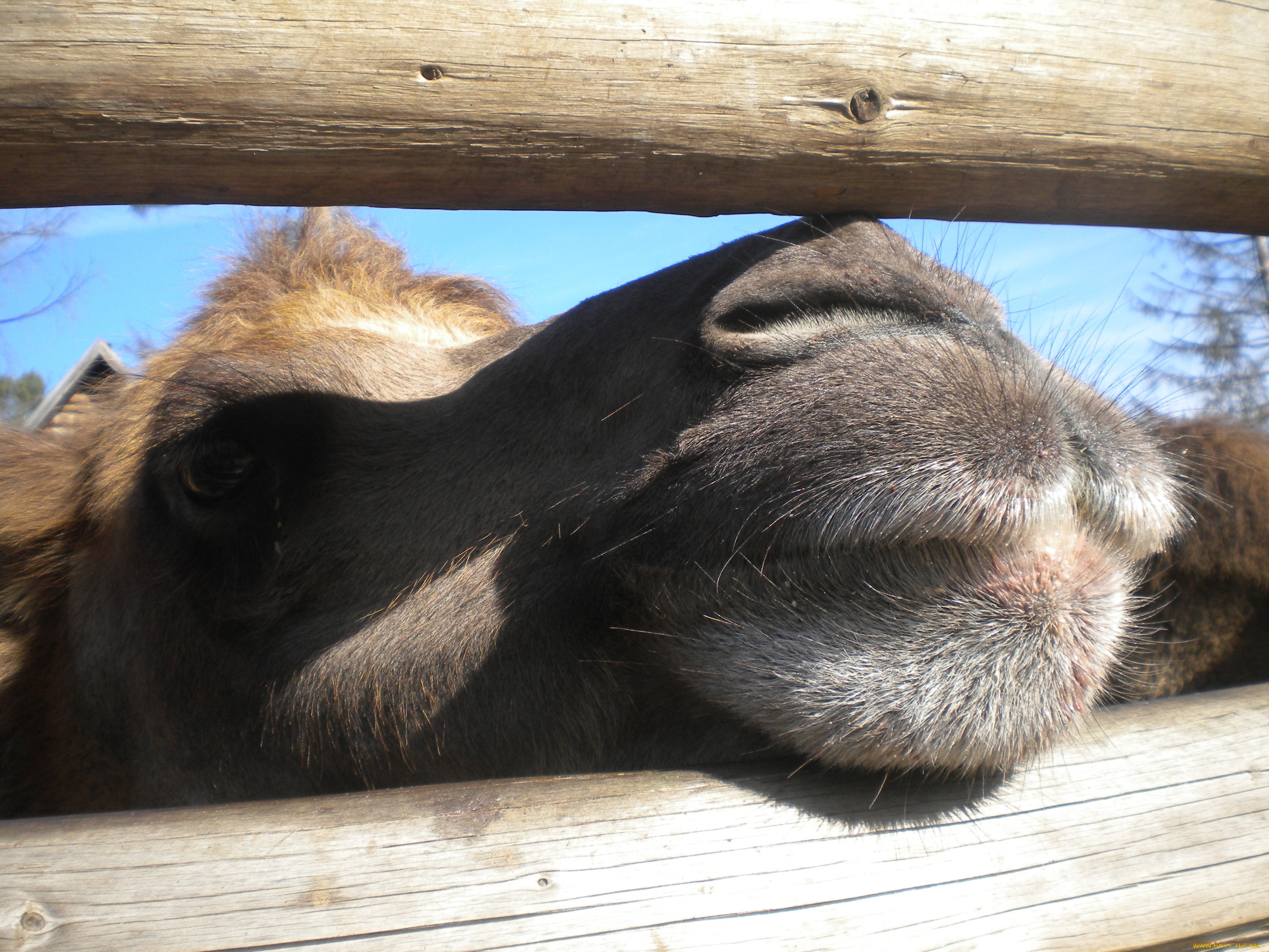 , , camel